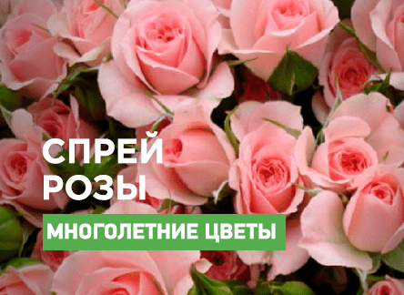 Розы-спрей: самые красивые сорта