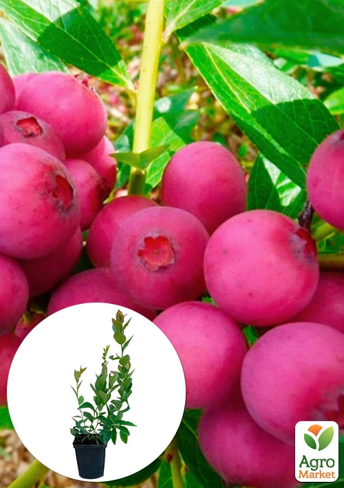 

Лохина (чорниця садова) середньопізня Pink Champagne