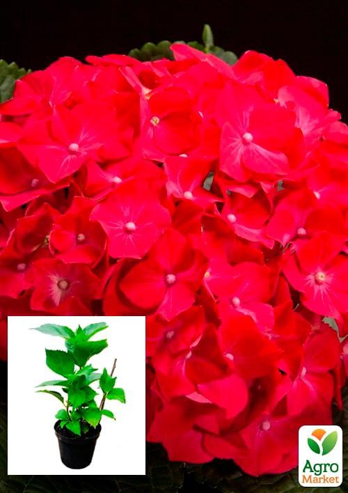 

Гортензия крупнолистная 2-х летняя "Forever & Ever Red" высота саженца 25-45см