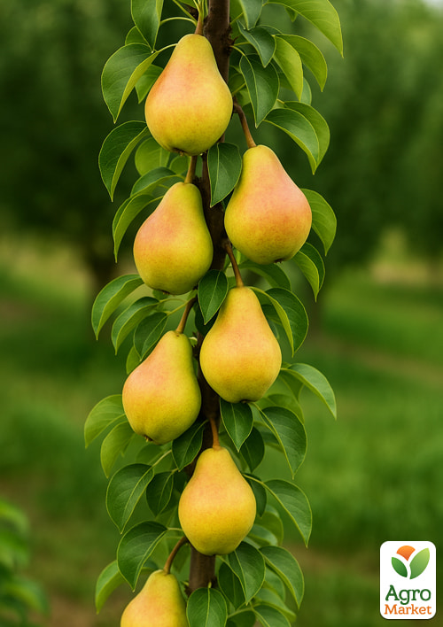 

Колоновидная груша Г-5 (средний срок созревания)