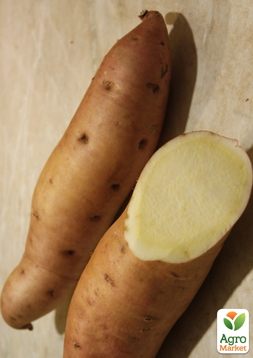 

Батат Bonita (сладкий картофель) маточный клубень