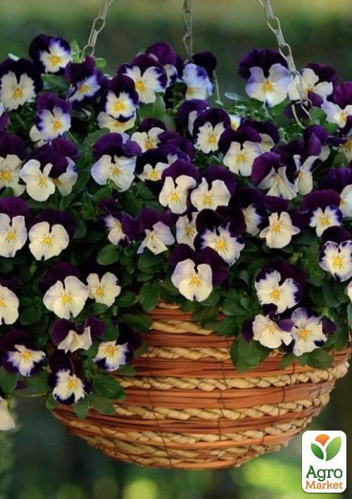Виола Ампельная Cool Wave "Sapphire" - Другие садовые цветы - купить в ...