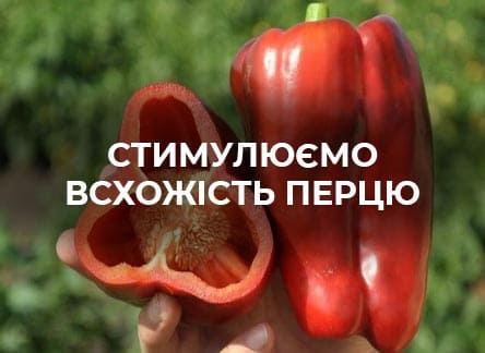 Чому не зійшли насіння перцю: поширені помилки | Agro-market