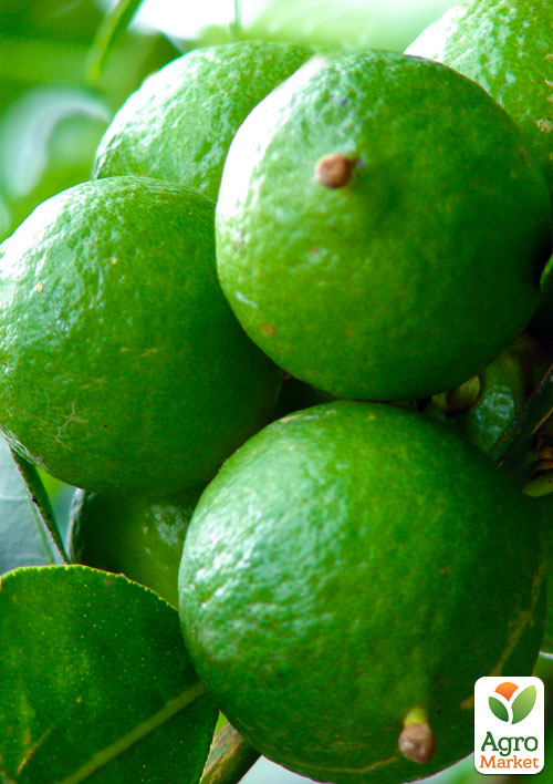 

Лайм Біарс (вкоріненого живця)