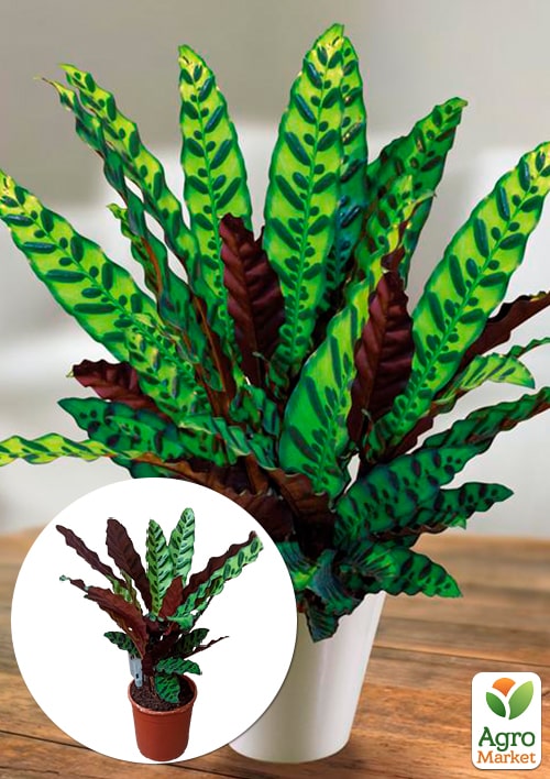 

Калатея Lancifolia высота 45-55см