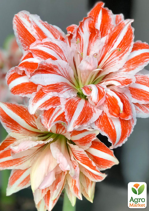 

Амариллис (гиппеаструм) махровый в горшке Sunshine Nymph