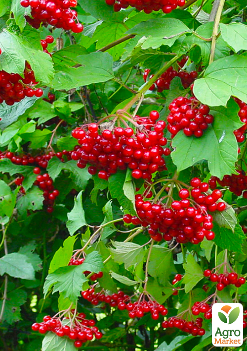 

Ексклюзив! Калина звичайна Коралова (Coral) (преміальний сорт, раннього терміну дозрівання)