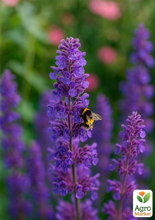 

Котовник Six Hills Giant(Кошачья мята, непета)