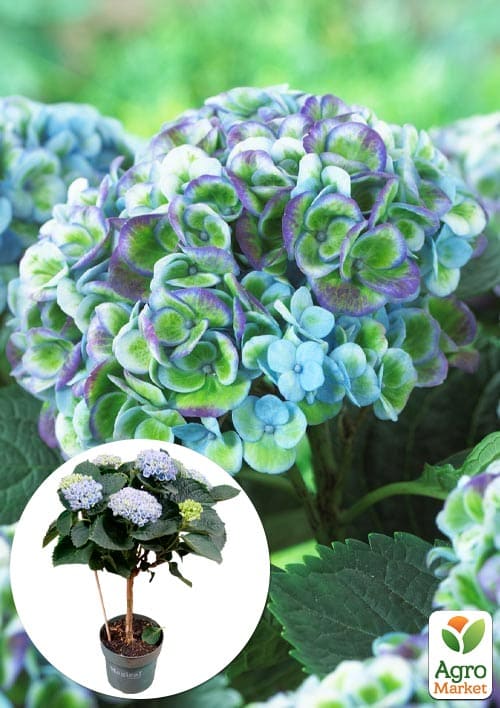 

LMTD Гортензия на штамбе цветущая 4-х летняя Magical Revolution Blue (50-60см)