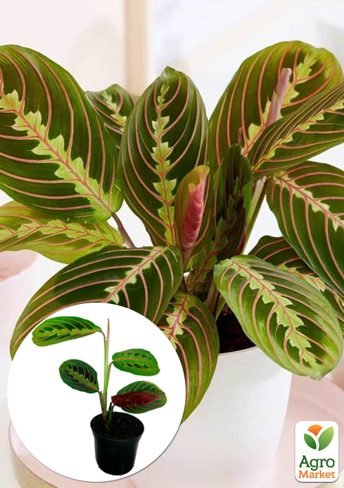 

Маранта Fascinator