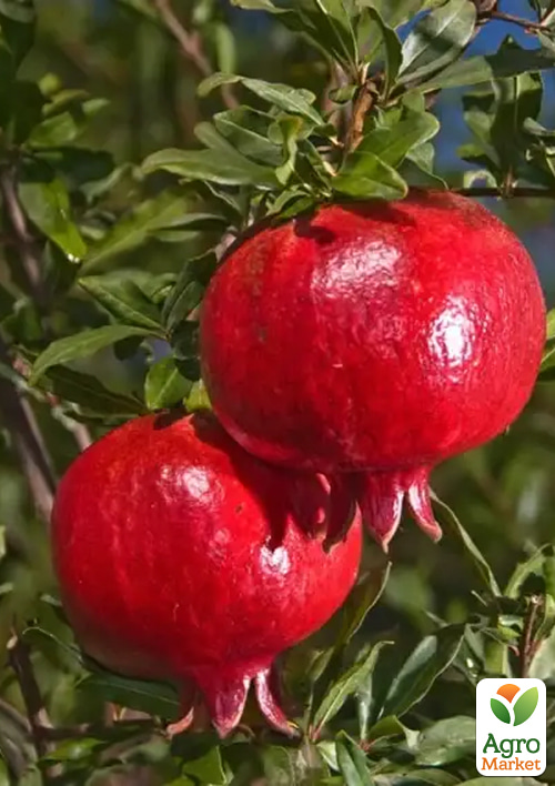 

Гранат «Бельбек» (великоплідний, морозостійкий сорт, середній термін дозрівання)