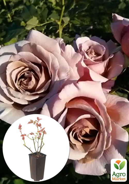 

Роза флорибунда Коко-Локо в контейнере, высший сорт