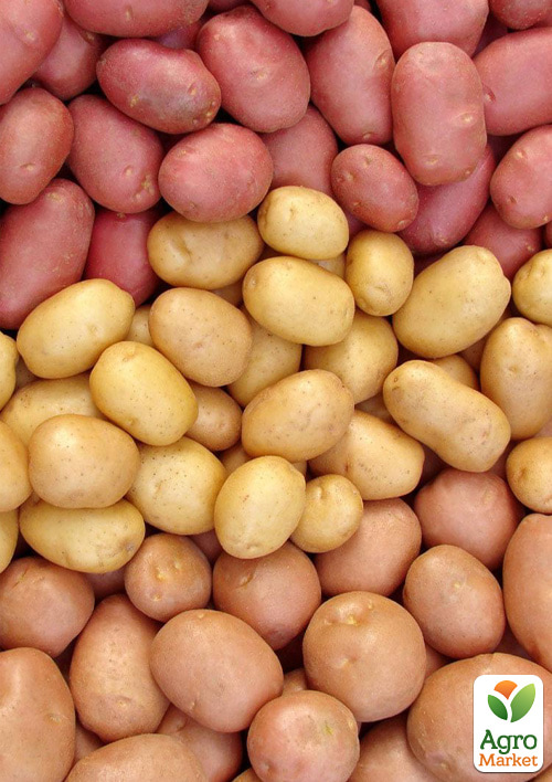 

Картофель посадочный МИКС СОРТОВ, вес 5кг