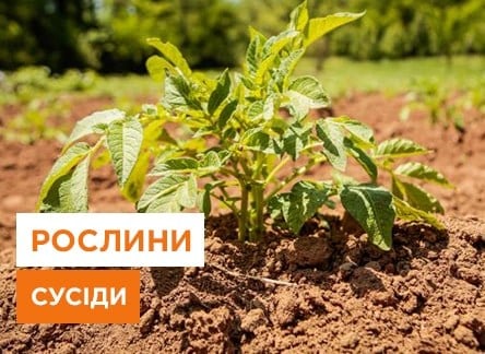 Що посадити поряд з картоплею: найкращі сусіди та компаньйони для успішного вирощування - корисні статті про садівництво від Agro-Market