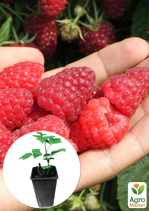 

Малина (In vitro) Amira укорененная в контейнере (ремонтантная, крупноягодная, сладкая)