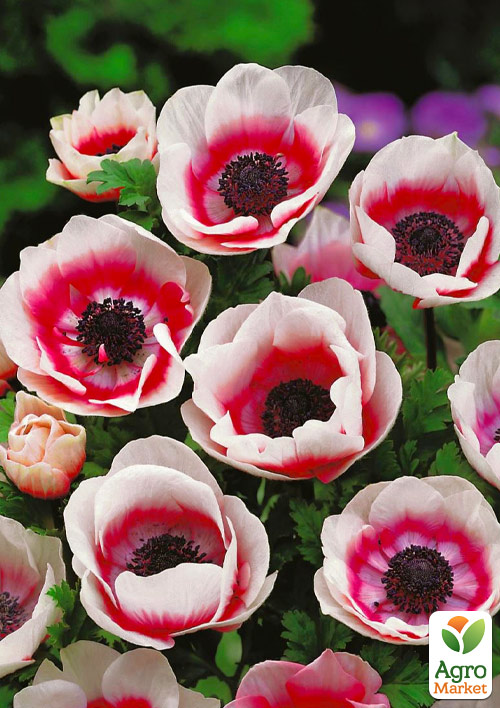 

Анемона Bicolor (розмір 5/6, великий) 5шт в упаковці