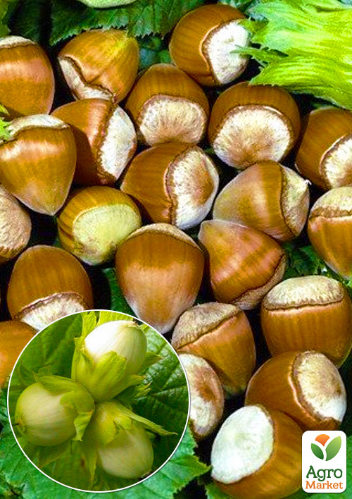 

Ексклюзив! Фундук Королівський (Royal) (преміальний, високоврожайний сорт, середнього терміну дозрівання, садити по 2 шт)