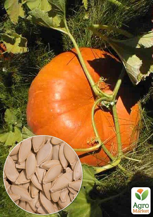 

На вагу Гарбуз Болгарка ТМ Весна ціна за 10г