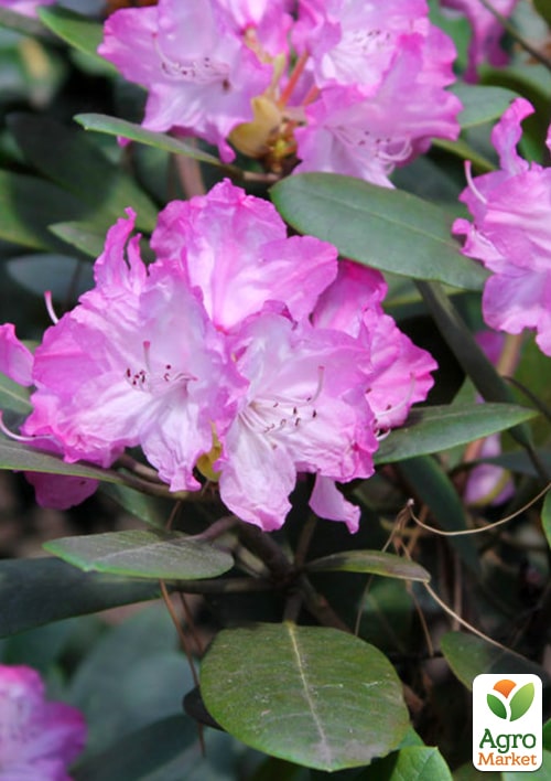 

Рододендрон гібридний 'Blurettia' (Блюреттія)