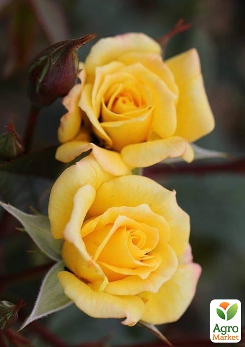 

Роза плетистая Лаура Форд (саженец класса АА+) высший сорт