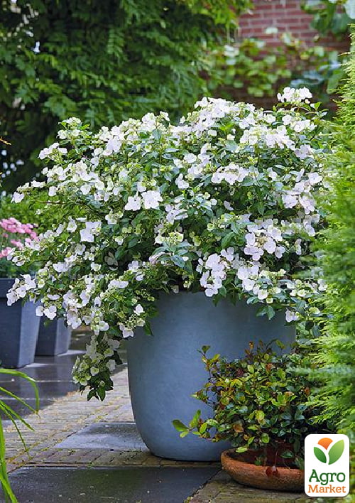 

Гортензия ампельная Runawai Bride