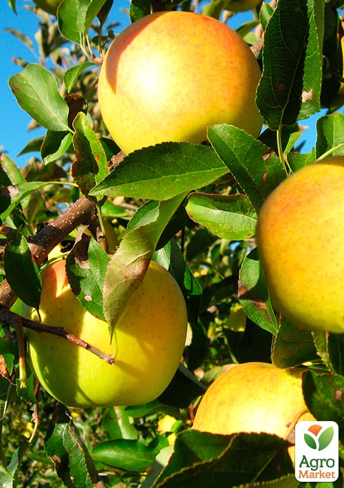 

Яблуня Голдстар (зимовий сорт, пізній термін дозрівання)