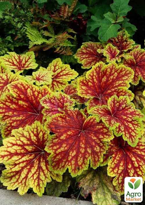 

Гейхера (Heuchera) Red Lightning С1 (висота 15-30см)