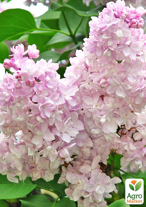 

Сирень обыкновенная Полина Осипенко