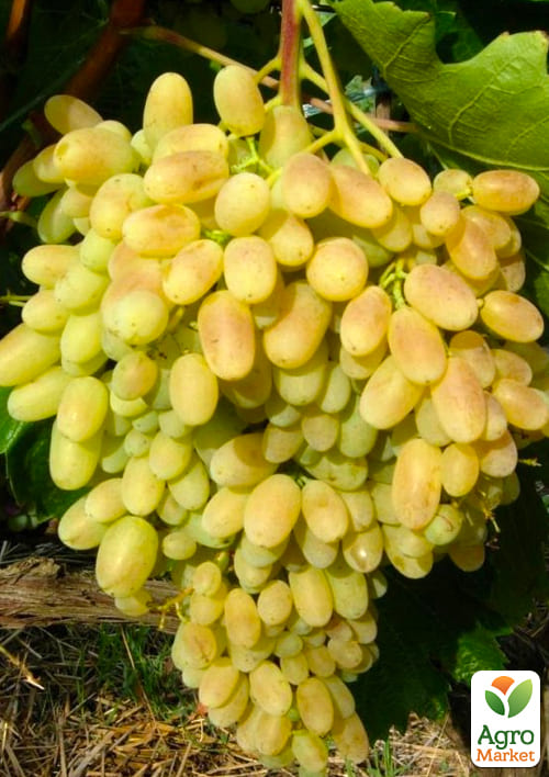 

Ексклюзив! Виноград яскраво-жовтий Кашеміровий туман (Cashmere mist) (преміальний сорт, морозостійкий кишмиш, суперраннього терміну дозрівання)