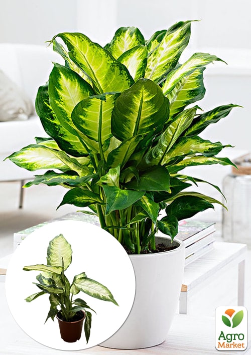 

Диффенбахия (Dieffenbachia) Camilla высота 30-50см