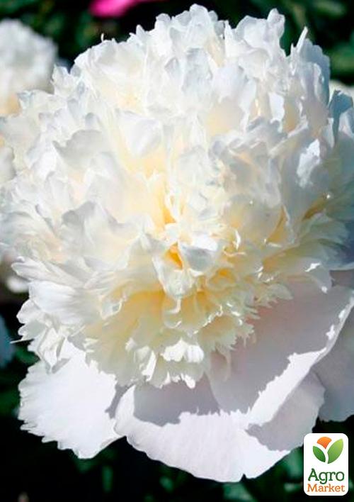 

Пион травянистый White 1шт в упаковке