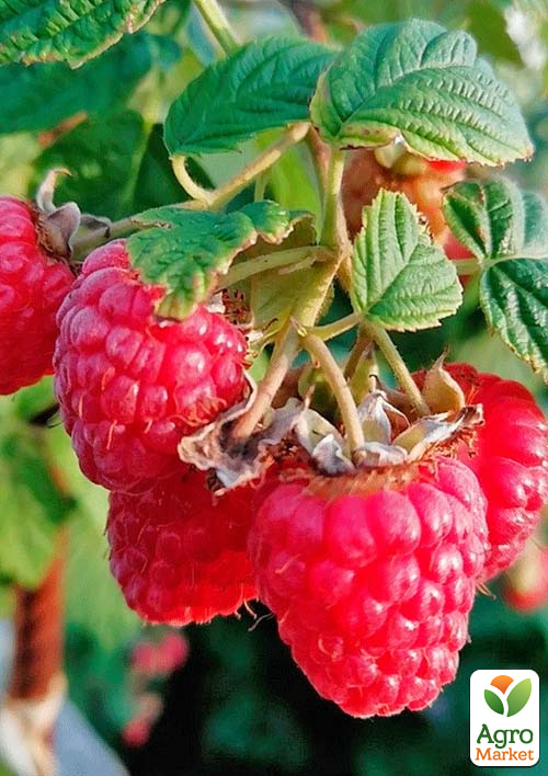 

Малина Красная королева (бесшипный высокоурожайный и морозоустойчивый сорт) 1-летний саженец