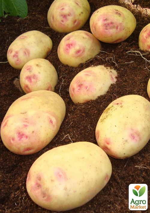 

Картофель Пикассо семенной позднеспелый (1 репродукция) 5кг