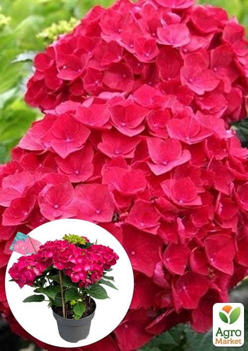 

LMTD Гортензия macrophylla Hot Red 5-и летняя (высота 45-75см)