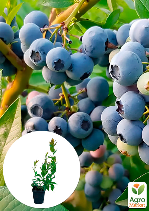 

Лохина (чорниця садова) Денис Блю (Denis Blue) (середній термін дозрівання, ягода довго зберігається)