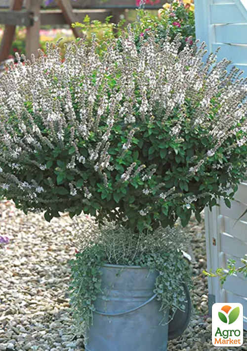 

Базилик кустовой Magic White (кадочное растение, высокодекоративный куст)