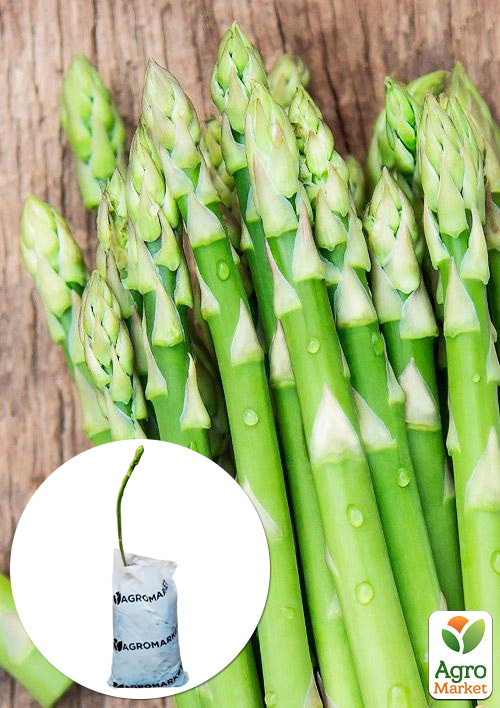 

Спаржа делікатесна Снігова королева