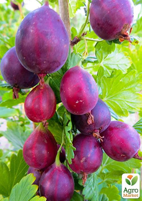 

Крыжовник Серенада (поздний срок созревания, сорт высокозимостойкий)