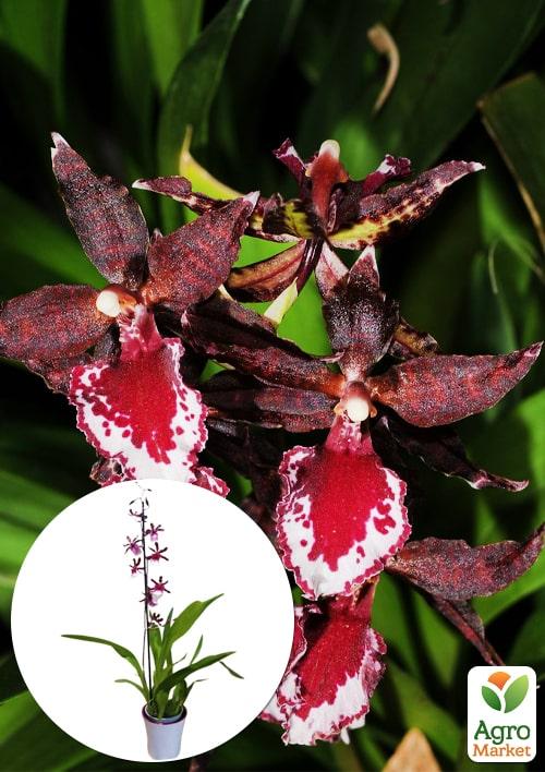 Орхидея Камбрия "Colmanara Masai Red" 1 саженец в упаковке (комнатный) Нидерланды