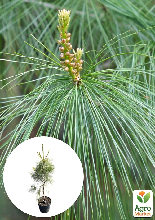 

Сосна 3-х летняя Кедровая Арманда (Pinus Armandii) C3, высота 55-75см