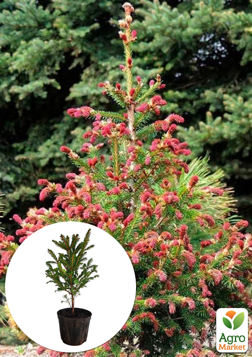 Ялина 3-х річна Китайська "Драконова" (Picea asperata) C1,5, висота 30-40см 1 саджанець в упаковці