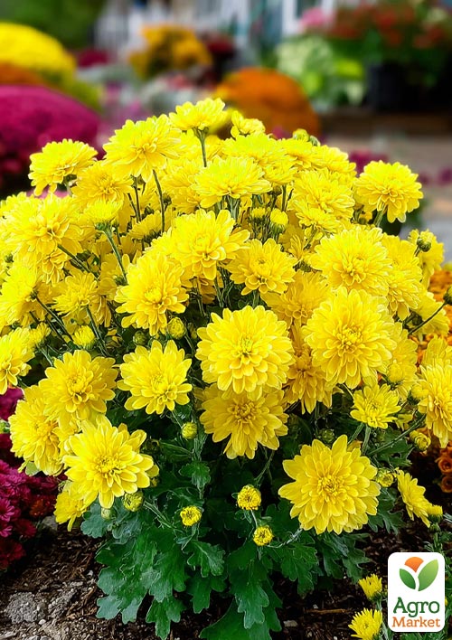 

Хризантема мультифлора шарообразная Baria Yellow