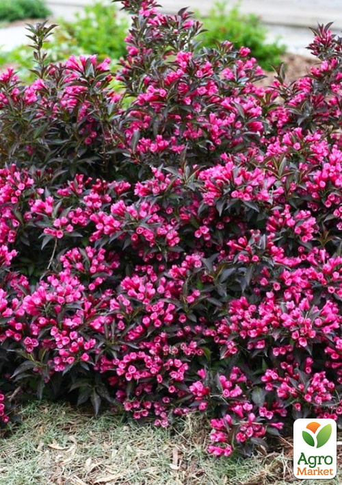 

Вейгела Nana Purpurea (Краснолистная)