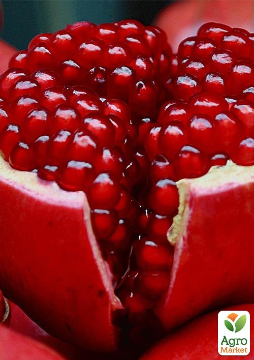 

Гранат кімнатний-садовий рожевий Гюлоша