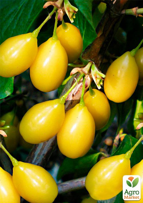 

Эксклюзив! Кизил ярко-желтый Коллекция Клеопатры (Cleopatra Collection) (премиальный десертный сорт, средний срок созревания)