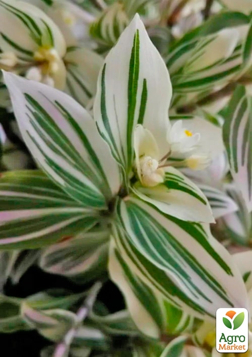 

Традесканция ампельная Albovittata