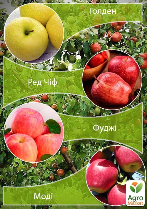 Дерево-сад Яблуня "Голден+Ред Чіф+Фуджі+Моді" 1 саджанець в упаковці