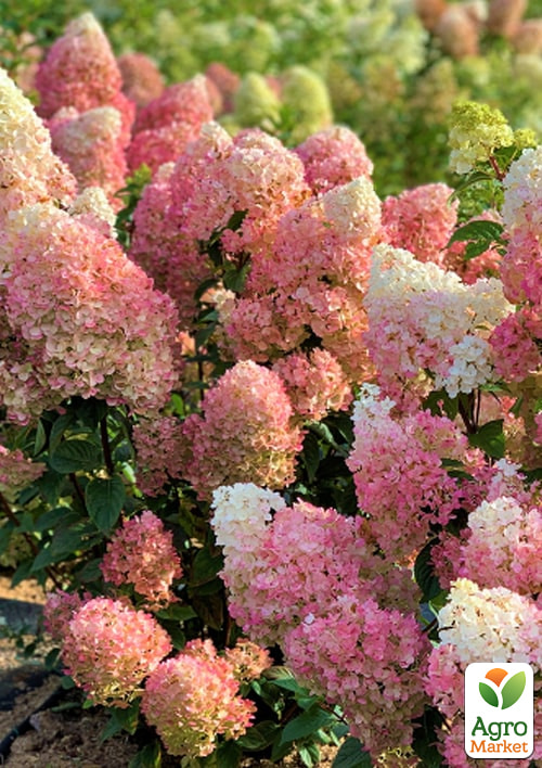 

Гортензия метельчатая 4-х летняя Sundae Fraise, С4