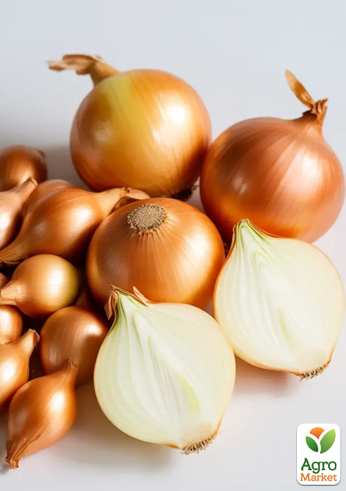 

Голландский лук-севок 0.5кг (арбажейка) среднеспелый, желтый Болеро