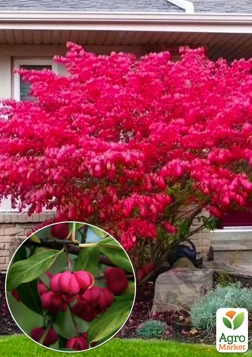 

Бересклет Крылатый Fireball